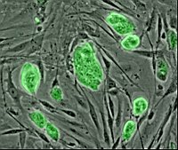 células embrionales de raton